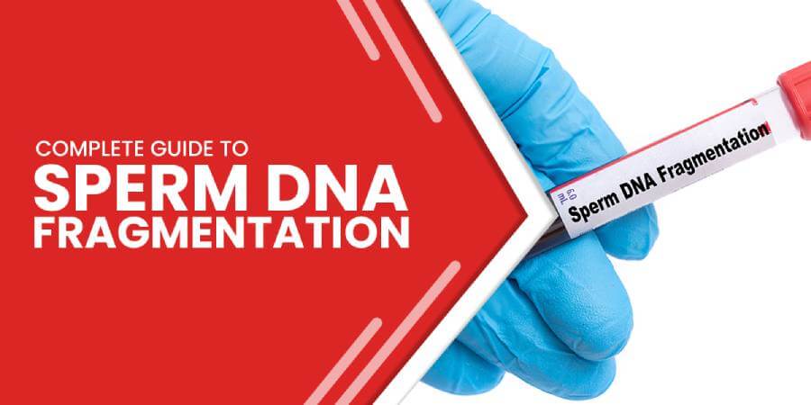 complete guide to sperm dna fragmentation