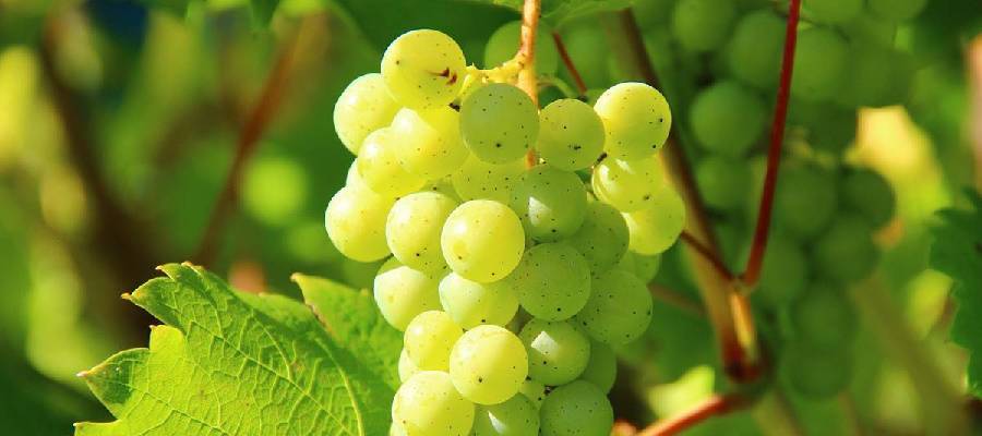 health benefits of grapes